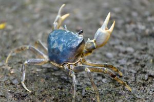 Granchio blu canva