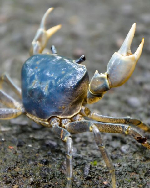 Granchio blu canva
