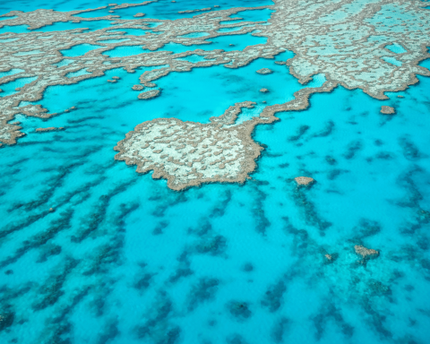 Grande barriera corallina australia