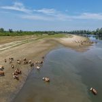 Danubio vacche pascolo afp