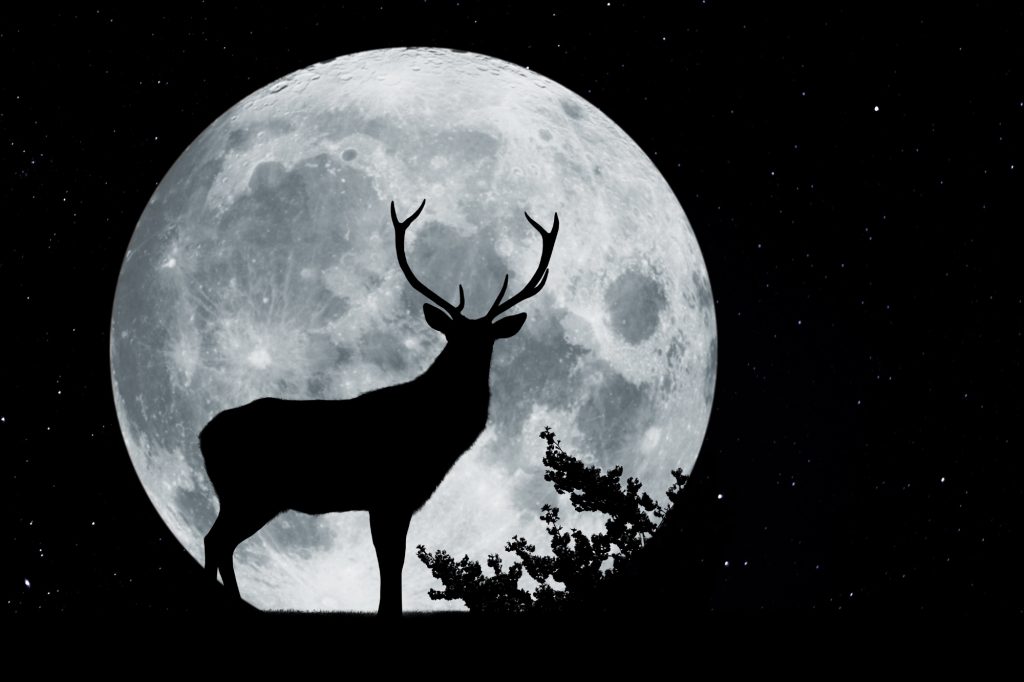 Luna del cervo canva
