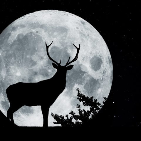 Luna del cervo canva
