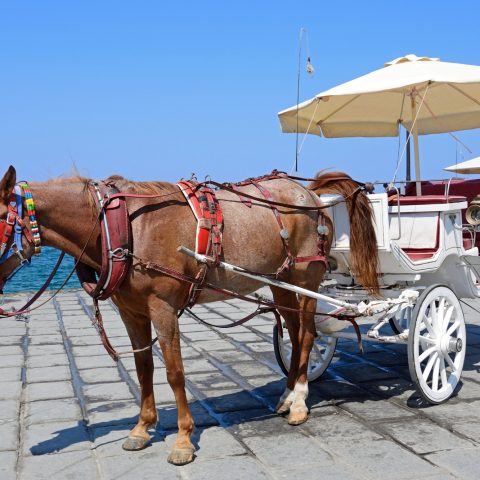 Carrozze cavalli palermo canva