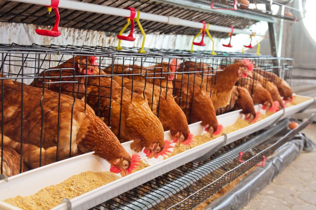 Allevamenti pollo canva