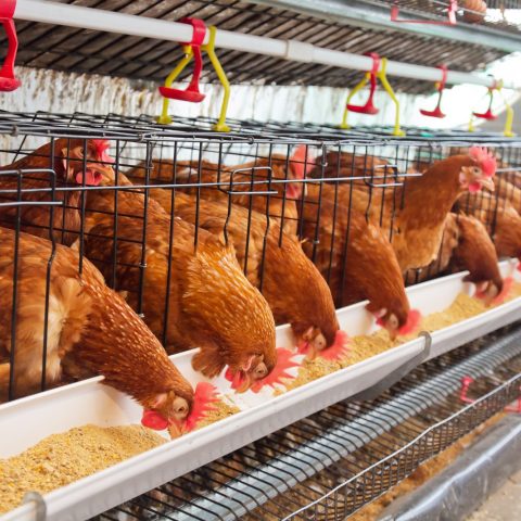Allevamenti pollo canva