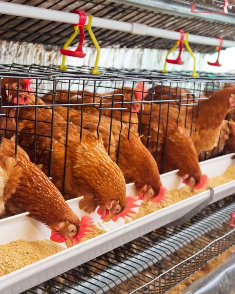 Allevamenti pollo canva
