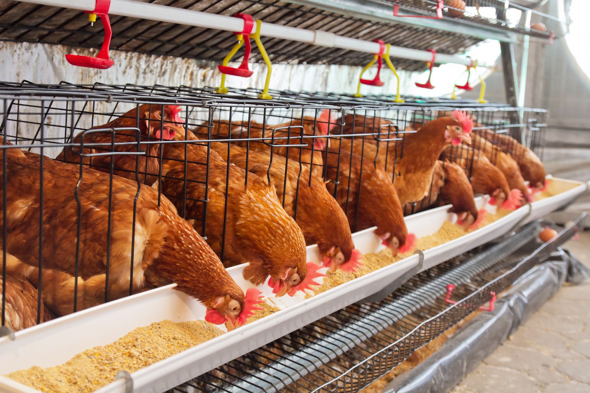 Allevamenti pollo canva