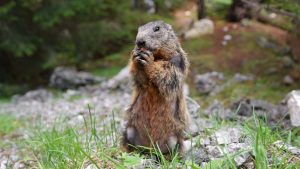 Marmotte storyblocks