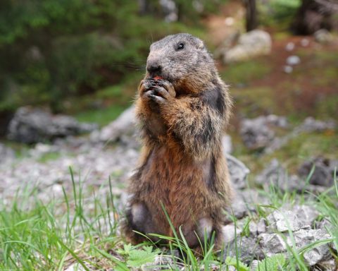 Marmotte storyblocks
