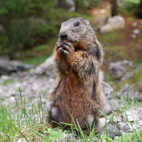 Marmotte storyblocks