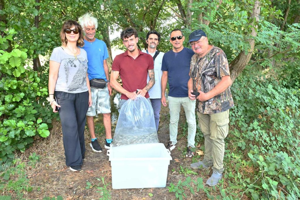 Gruppo Cap, 2.500 alborelle cresciute nel depuratore di Canegrate tornano nei fiumi lombardi