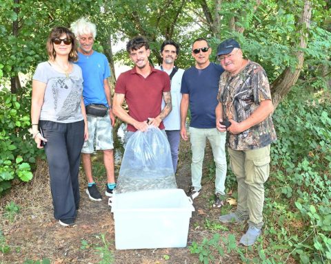 Gruppo Cap, 2.500 alborelle cresciute nel depuratore di Canegrate tornano nei fiumi lombardi