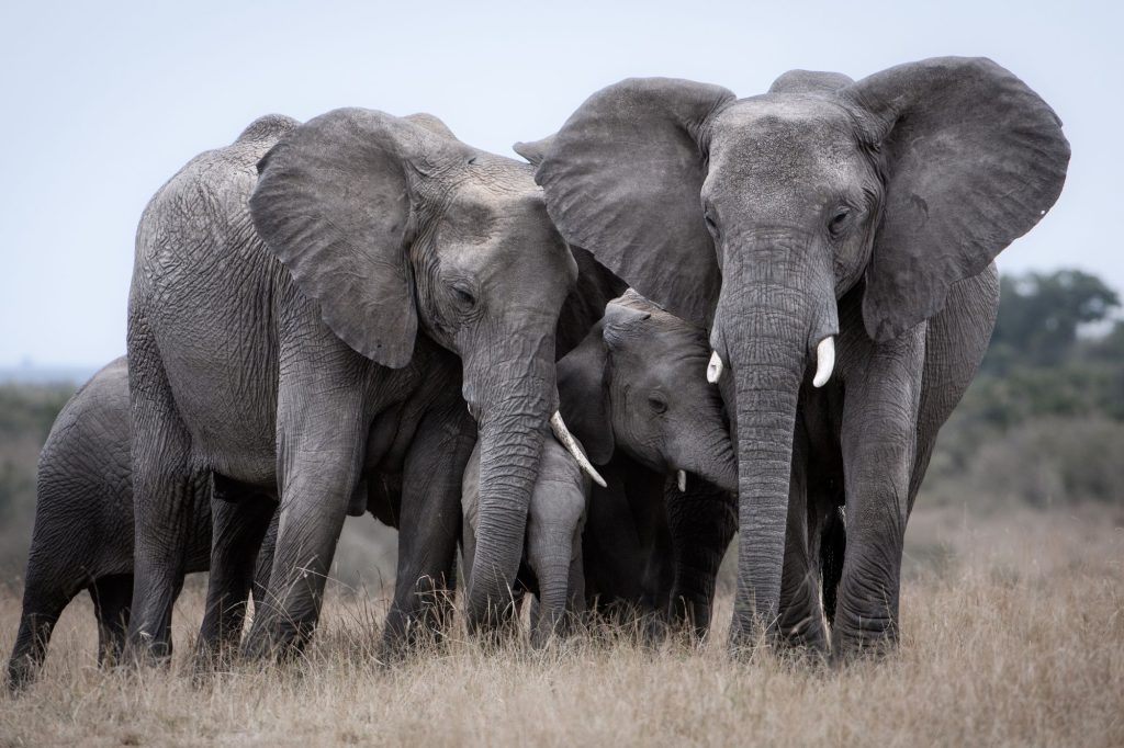 Elefanti kenya canva