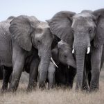 Elefanti kenya canva