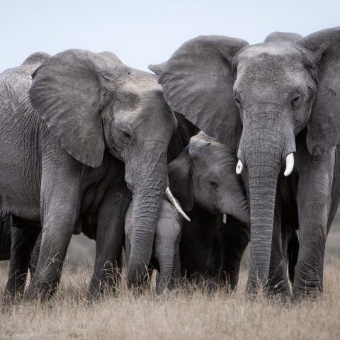 Elefanti kenya canva