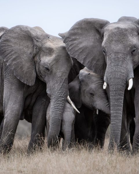Elefanti kenya canva