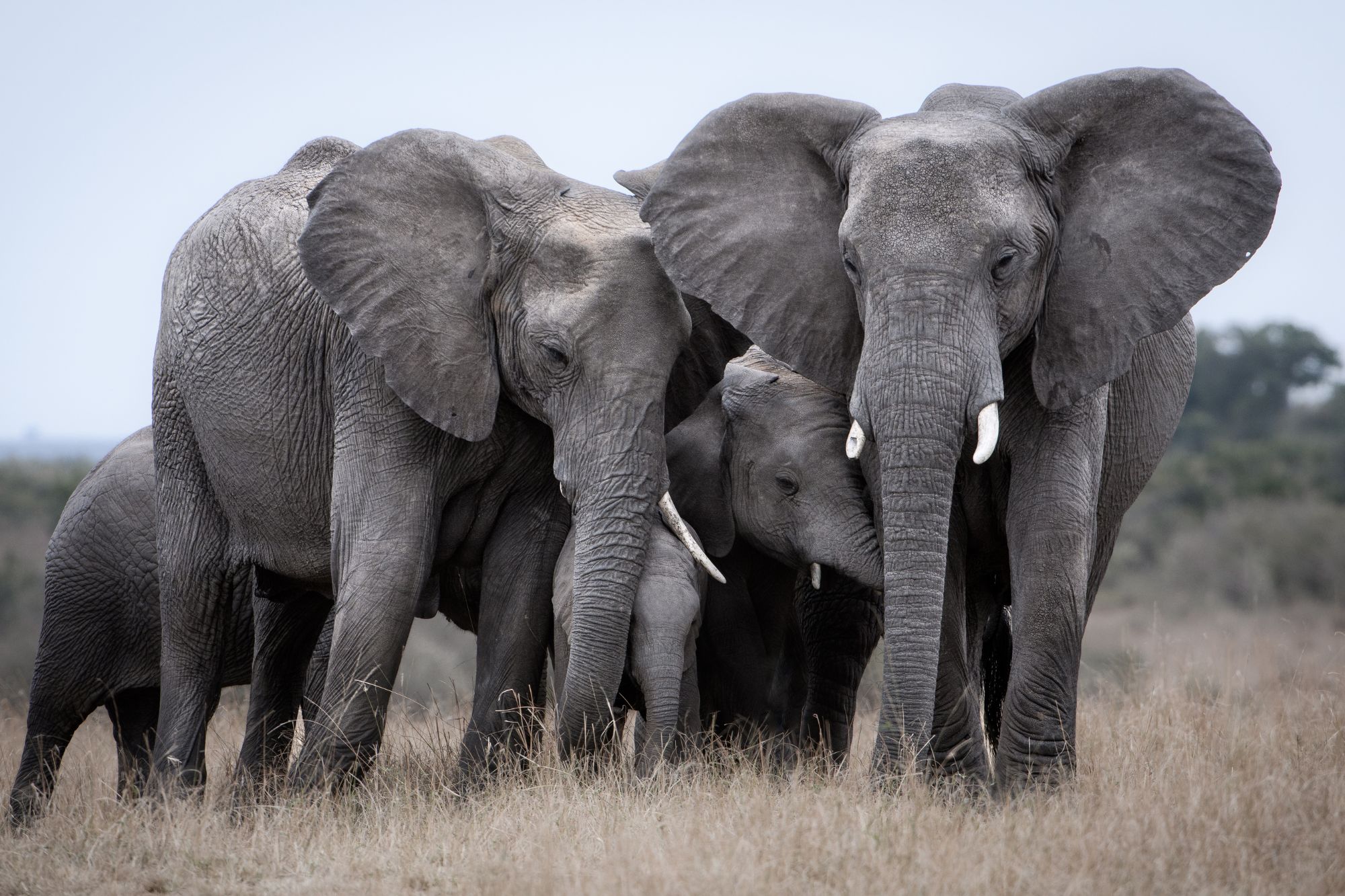 Elefanti kenya canva