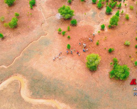 Ambiente: Neya del Gruppo Mundys pianta 2.500 ettari di mangrovie in Madagascar