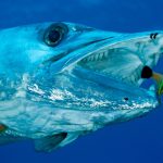 Barracuda mar mediterraneo canva