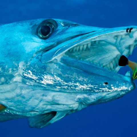 Barracuda mar mediterraneo canva