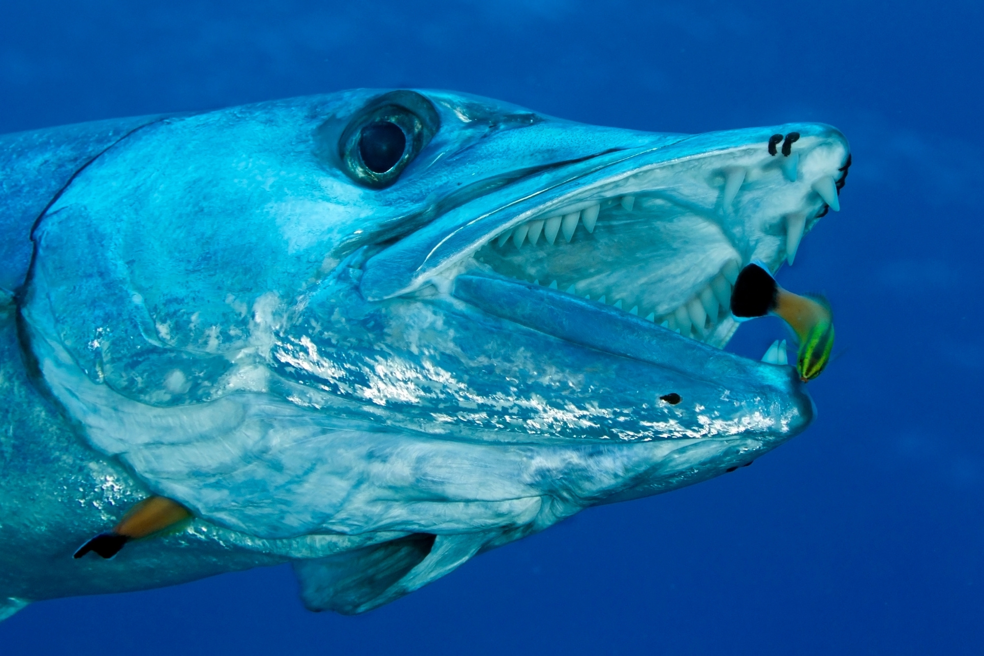 Barracuda mar mediterraneo canva
