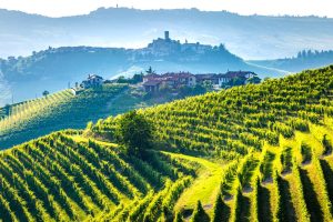 Vigneti nelle Langhe