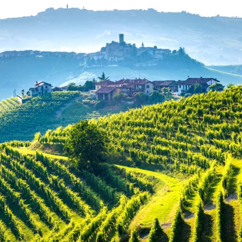 Vigneti langhe barolo canva