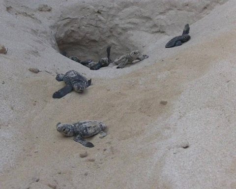 Wwf a difesa delle tartarughe marine, in Sicilia primato di deposizioni