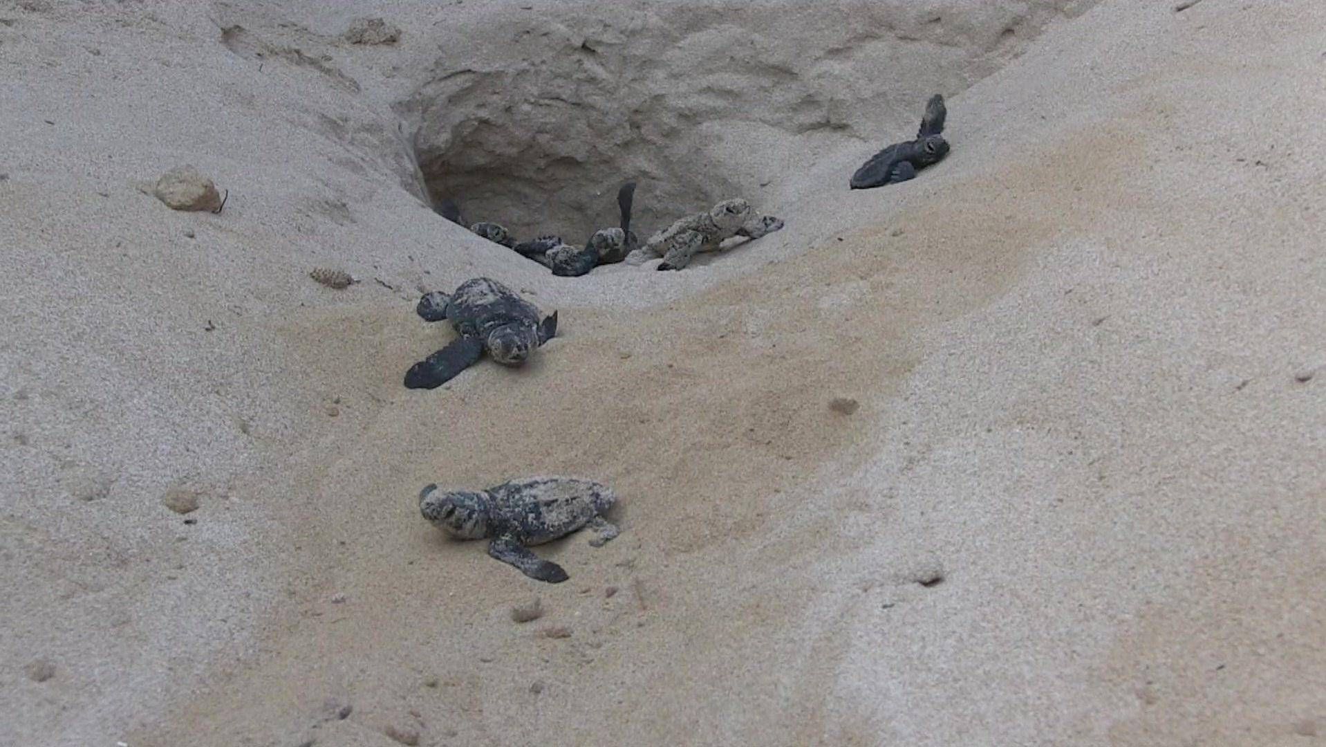 Wwf a difesa delle tartarughe marine, in Sicilia primato di deposizioni