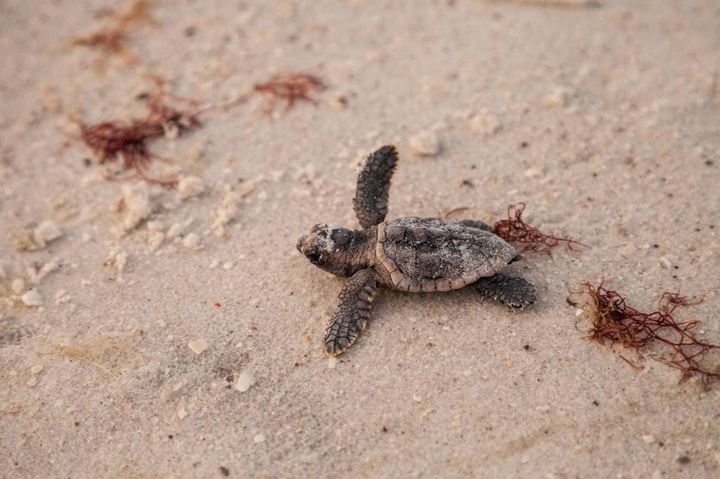 Esemplare di Caretta caretta - Canva