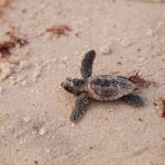 Esemplare di Caretta caretta - Canva