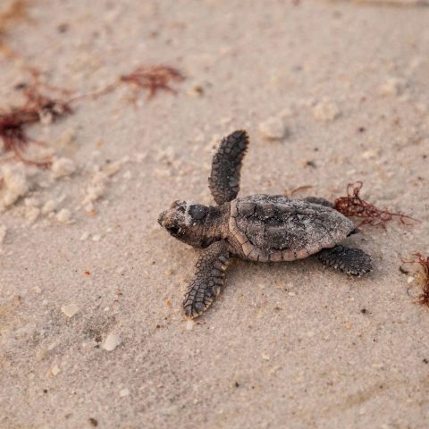 Esemplare di Caretta caretta - Canva
