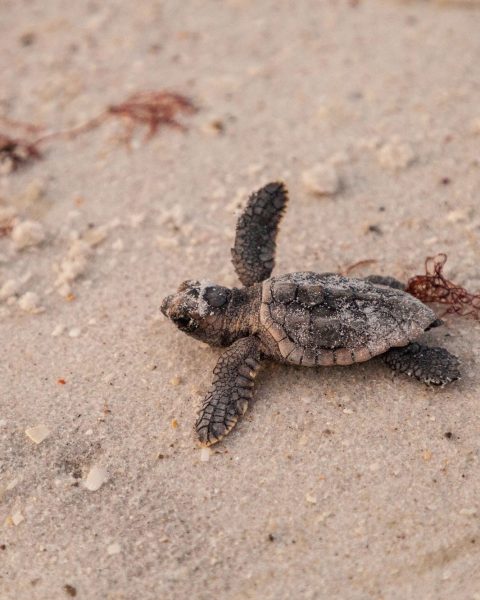 Esemplare di Caretta caretta - Canva
