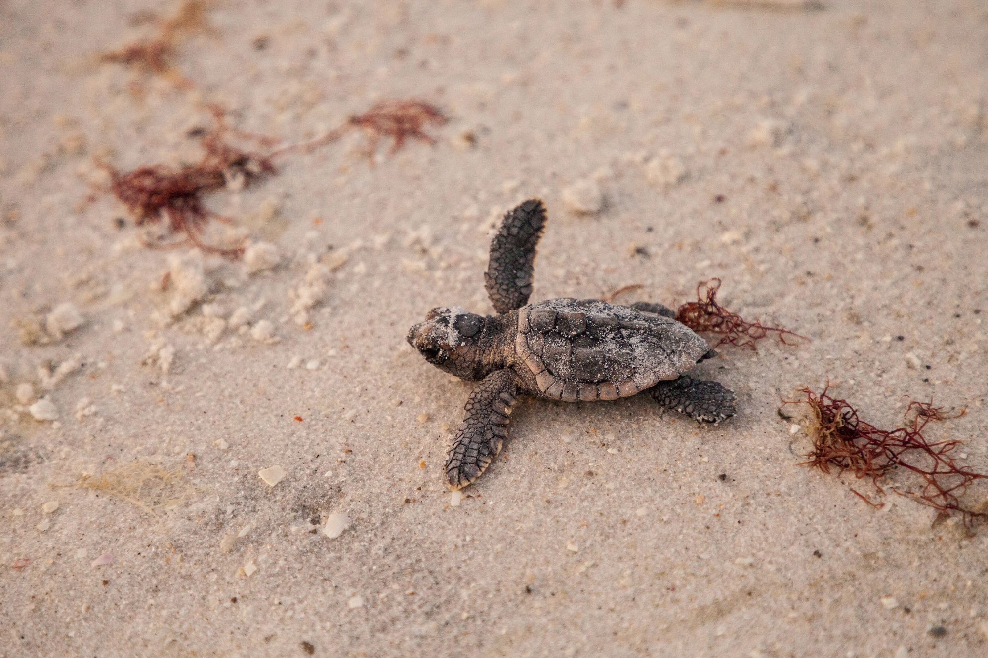 Esemplare di Caretta caretta - Canva