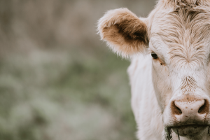 Mucca canva