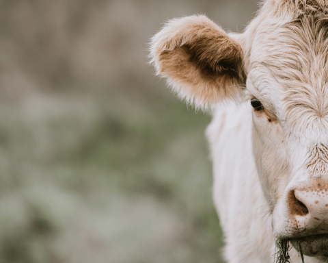 Mucca canva