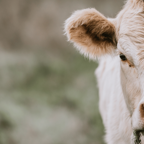 Mucca canva