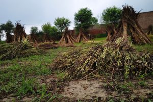 Raccolto distrutto canva