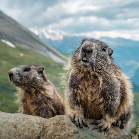 Marmotte caccia canva