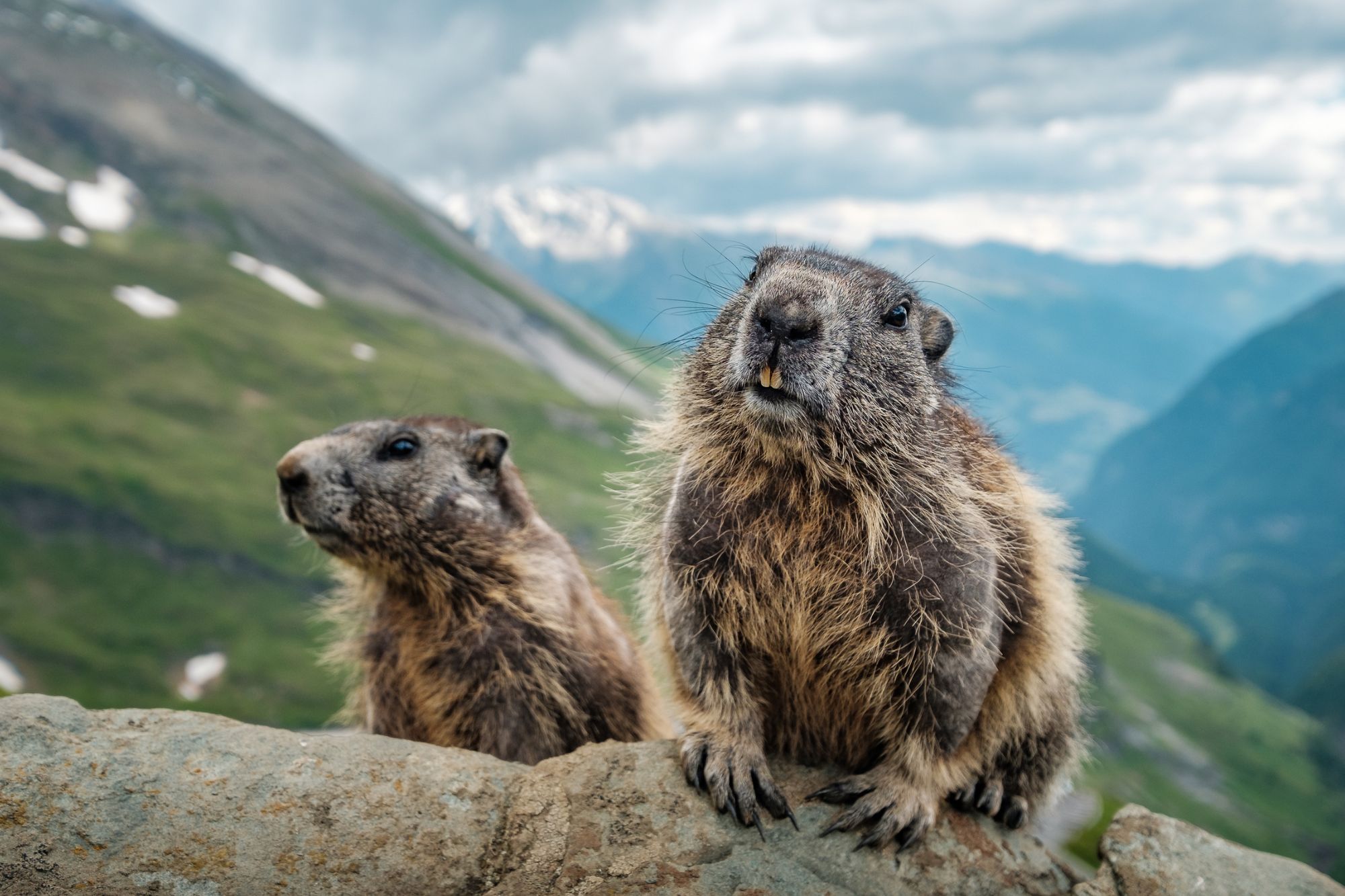 Marmotte caccia canva