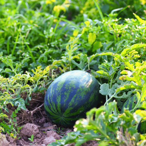 Campo angurie canva
