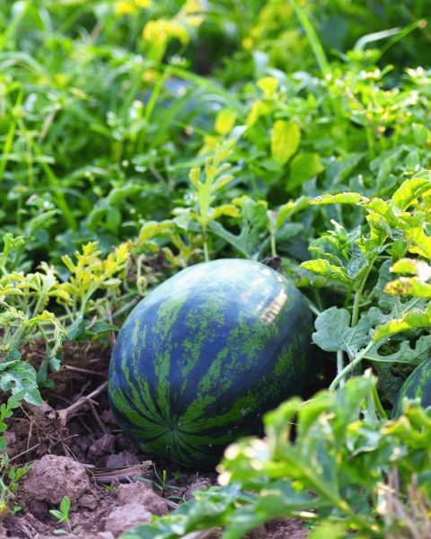 Campo angurie canva