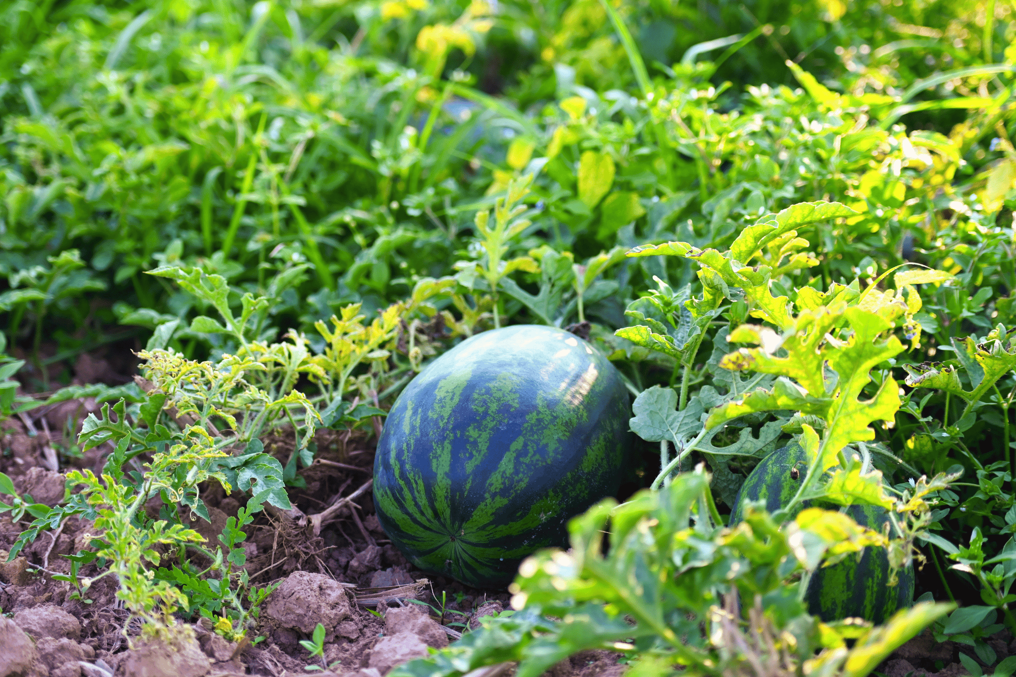 Campo angurie canva