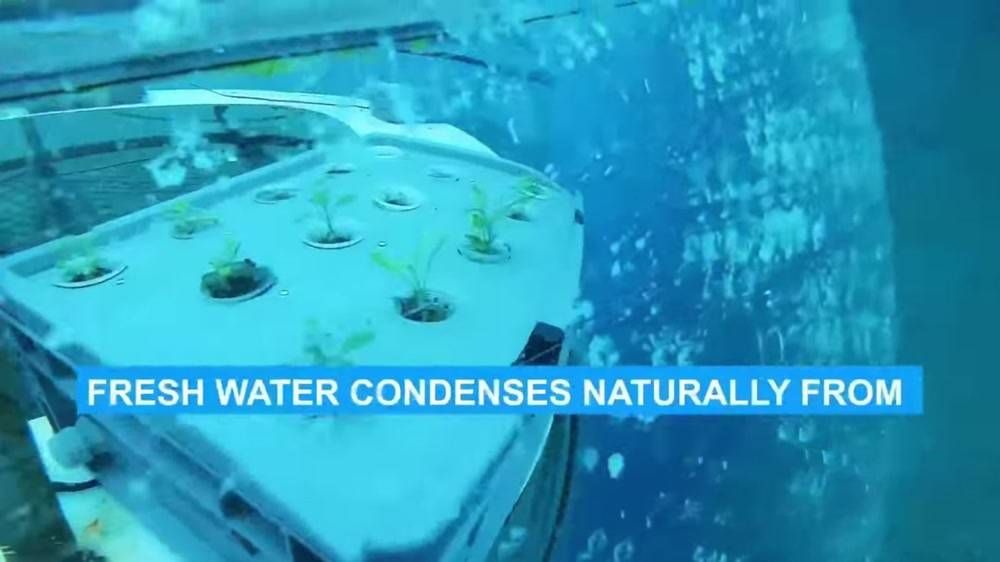 L'orto di Nemo, in Liguria piante terrestri sotto il mare: "Quest'anno ottimo raccolto"