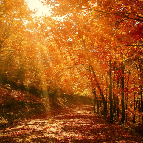 Autunno bosco canva