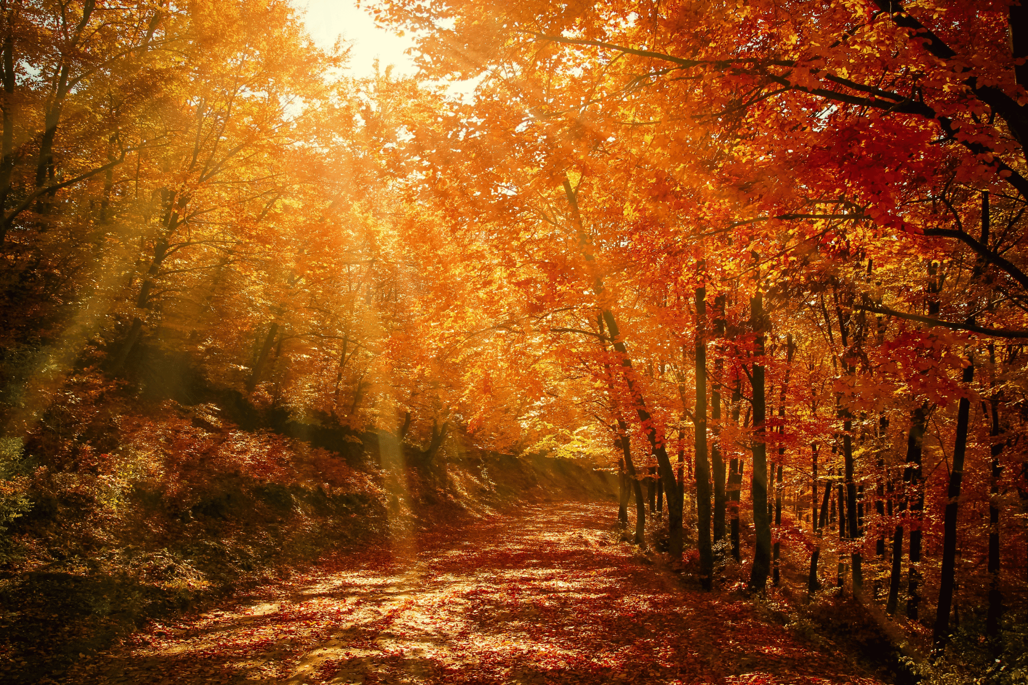Autunno bosco canva