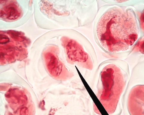 Mitosi cellulare al microscopio, immagine illustrativa