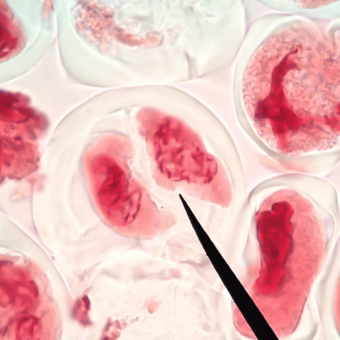 Mitosi cellulare al microscopio, immagine illustrativa