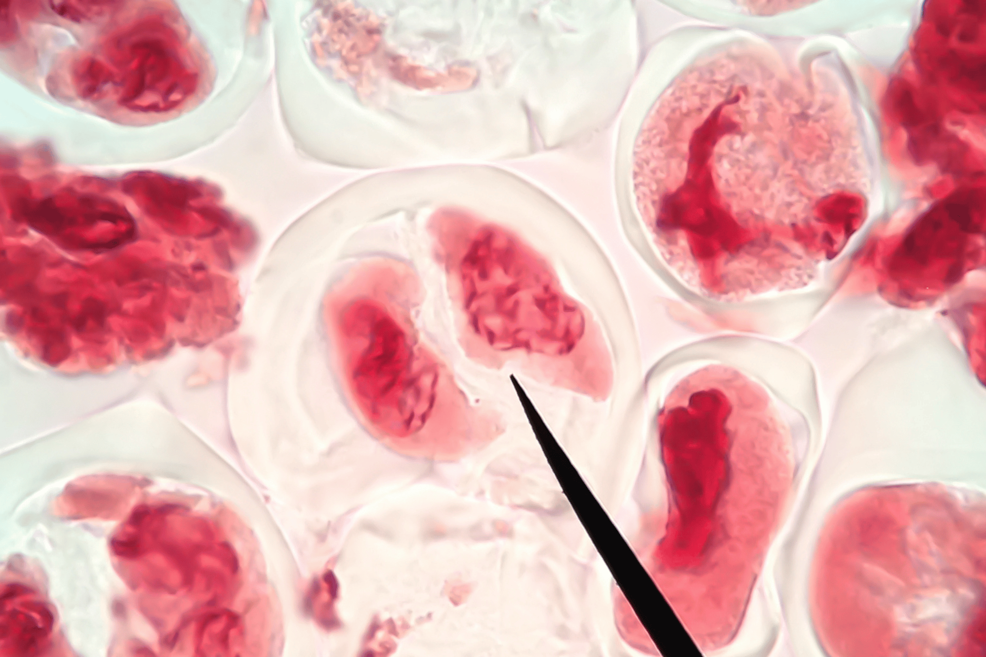 Mitosi cellulare al microscopio, immagine illustrativa