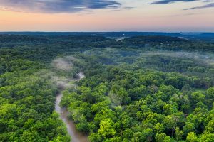 Foresta verde canva